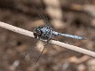 Orthetrum boumiera male-2155